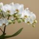 White Phalaenopsis Orchid - Image 2