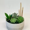 Succulent Garden - Image 3