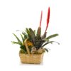 Bountiful European Dish Garden - Image 2