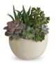 Succulent Garden - Image 2