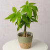 Money Tree - Image 2
